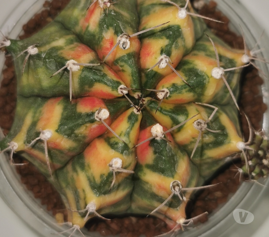 Côte-d'Or St Apollinaire - 21850 - Photos Vivastreet superbes Gymnocalycium Mihanovichii
