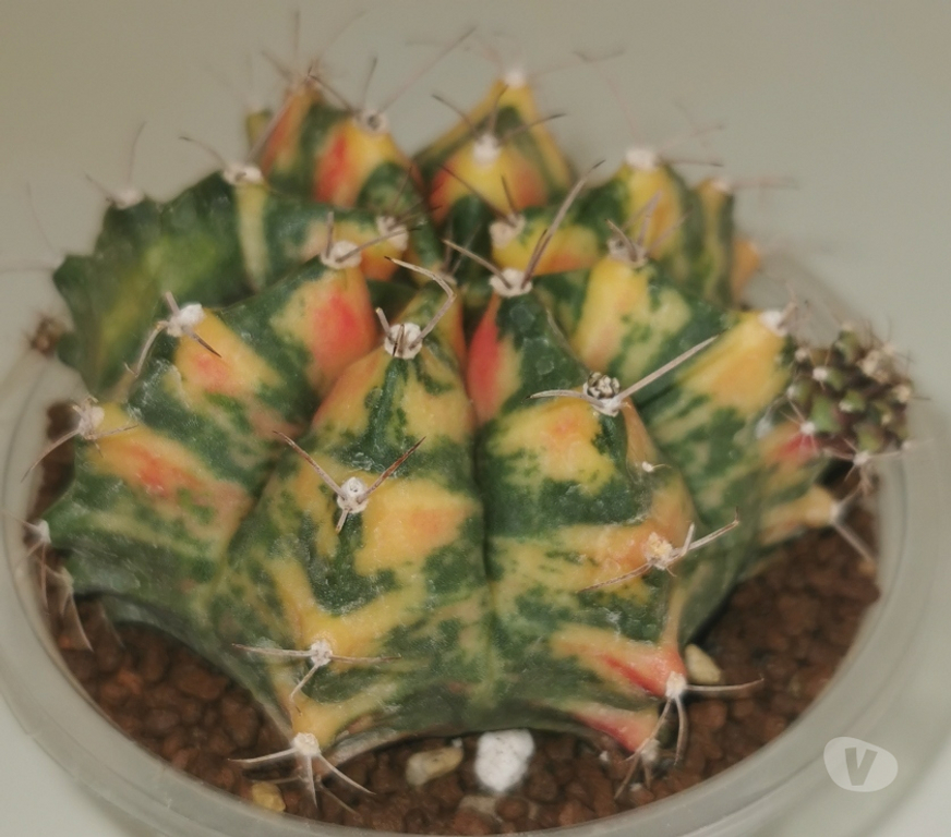Côte-d'Or St Apollinaire - 21850 - Photos Vivastreet superbes Gymnocalycium Mihanovichii