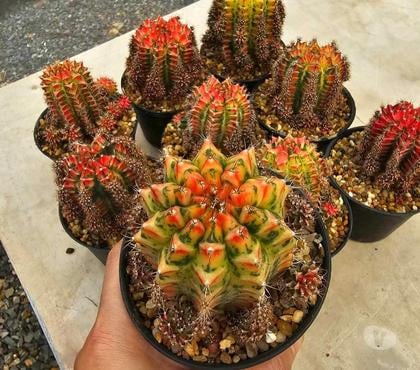 Bricolage - Jardin - Outillage St Apollinaire Côte-d'Or - Photos Vivastreet superbes Gymnocalycium Mihanovichii