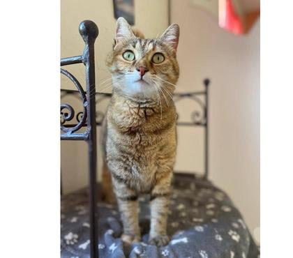 Don animaux Carcassonne Carcassonne - Photos Vivastreet Minette chatte tigrée 2 ans A ADOPTER