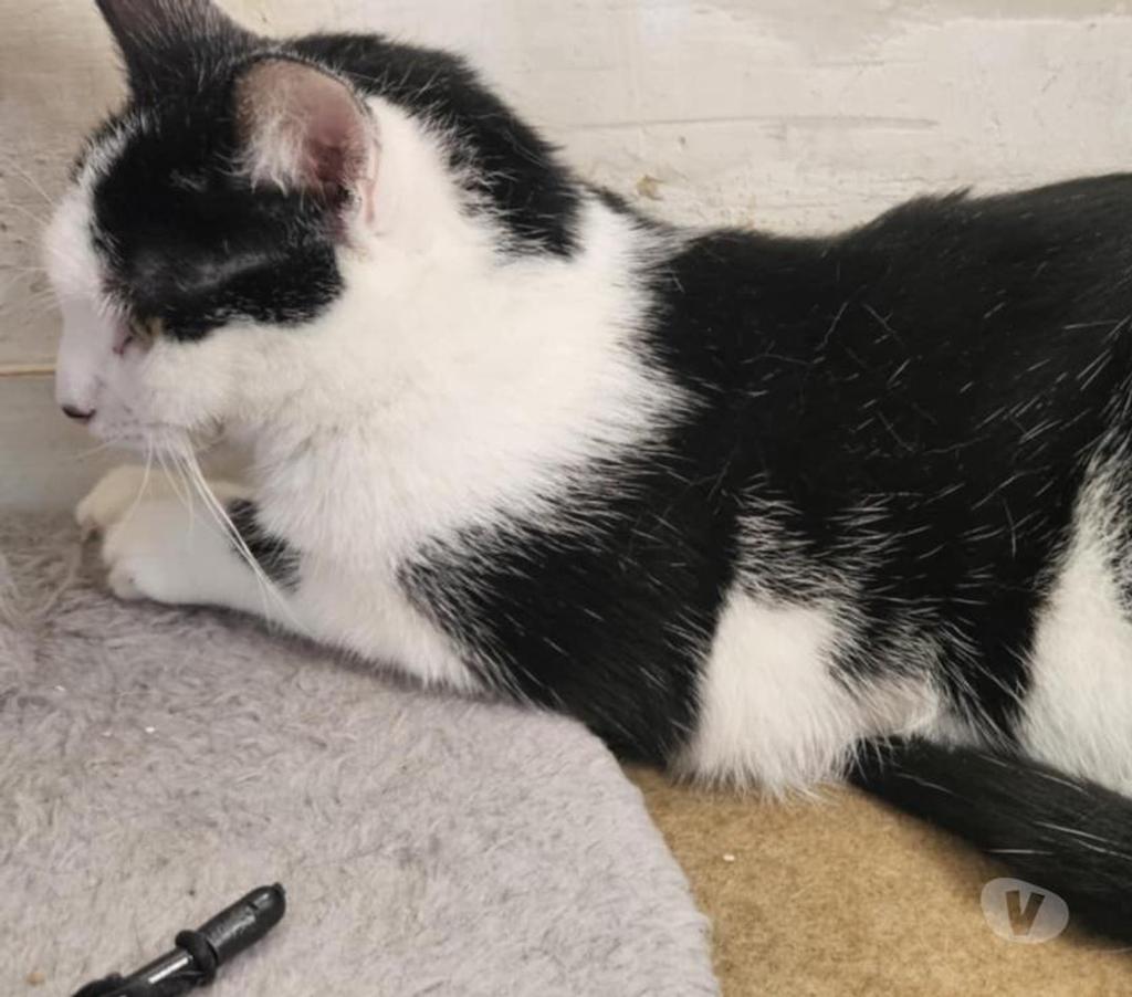 Vente Vendée Bois de Cene - 85710 - Photos Vivastreet Vareko chat adulte mâle