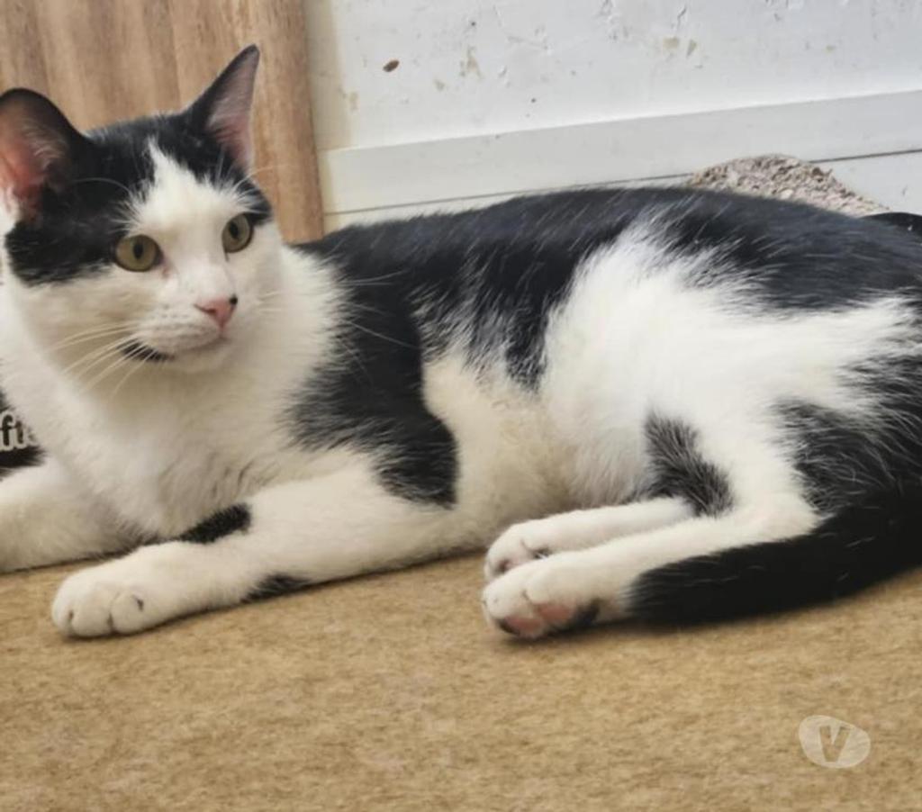 Vente Vendée Bois de Cene - 85710 - Photos Vivastreet Vareko chat adulte mâle