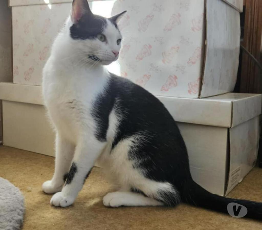 Vente Vendée Bois de Cene - 85710 - Photos Vivastreet Vareko chat adulte mâle