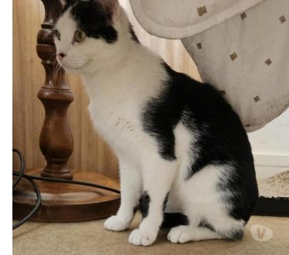 Vente animaux Bois de Cene Vendée - Photos Vivastreet Vareko chat adulte mâle