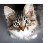 Pension garde chat chaton