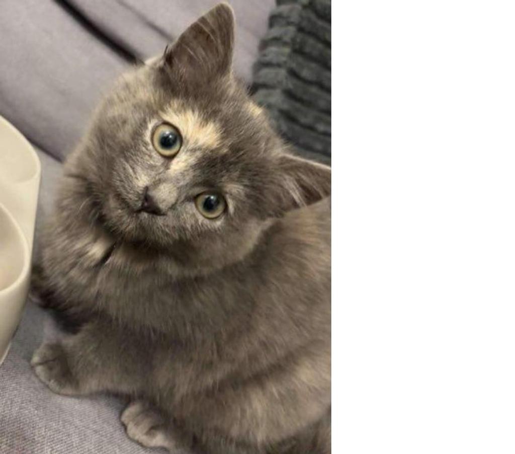 Services, accessoires animaux Pas-de-Calais Avion - 62210 - Photos Vivastreet Pension garde chat chaton