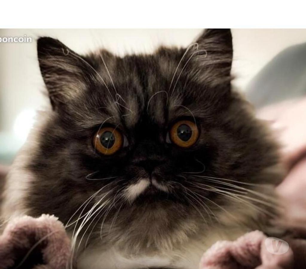 Services, accessoires animaux Pas-de-Calais Avion - 62210 - Photos Vivastreet Pension garde chat chaton
