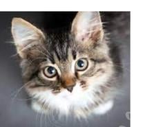 Pension garde chat chaton