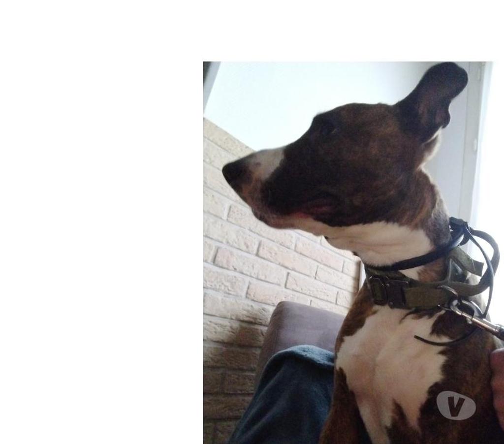 Services, accessoires animaux Pas-de-Calais Avion - 62210 - Photos Vivastreet Pension garde chien chiot