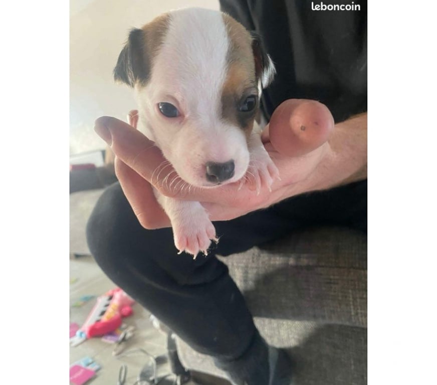 Services, accessoires animaux Pas-de-Calais Avion - 62210 - Photos Vivastreet Pension garde promenades chien, chiot