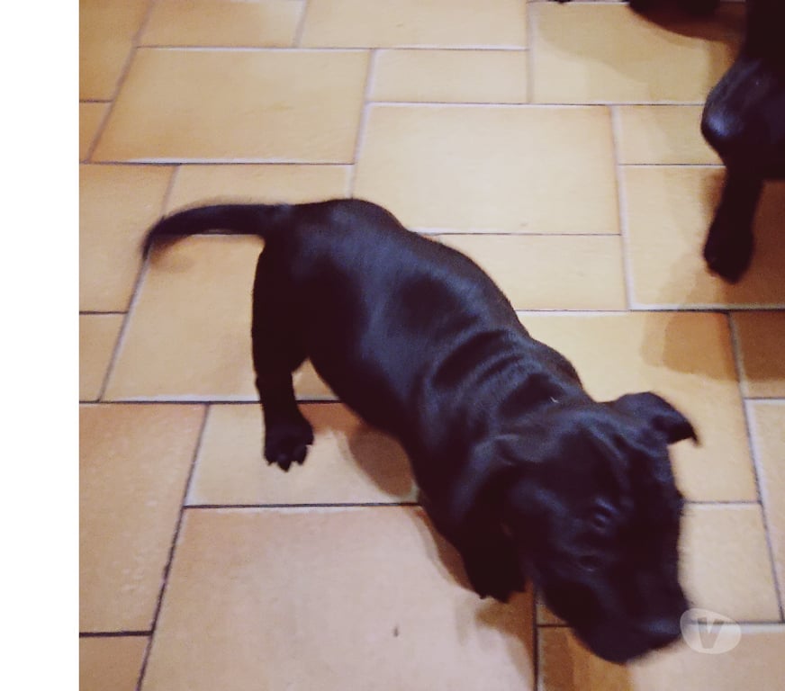 Services, accessoires animaux Pas-de-Calais Avion - 62210 - Photos Vivastreet Pension garde promenades chien, chiot