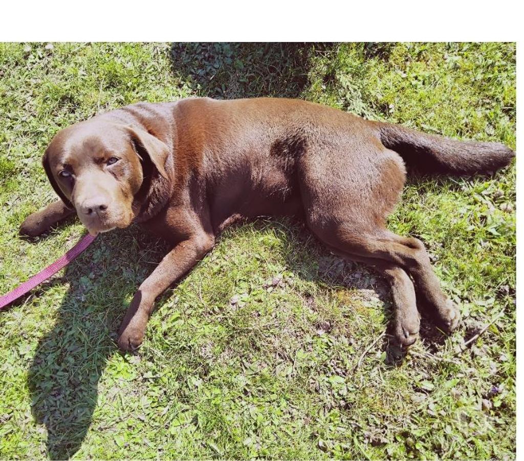 Services, accessoires animaux Pas-de-Calais Avion - 62210 - Photos Vivastreet Pension garde chien chiot