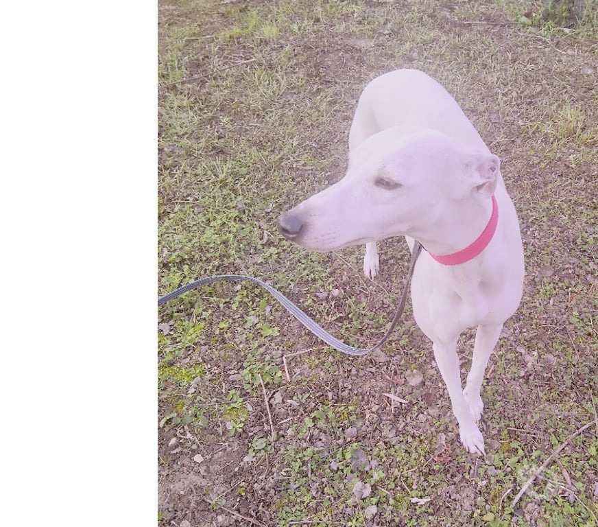 Services, accessoires animaux Pas-de-Calais Avion - 62210 - Photos Vivastreet Pension garde promenades chien, chiot