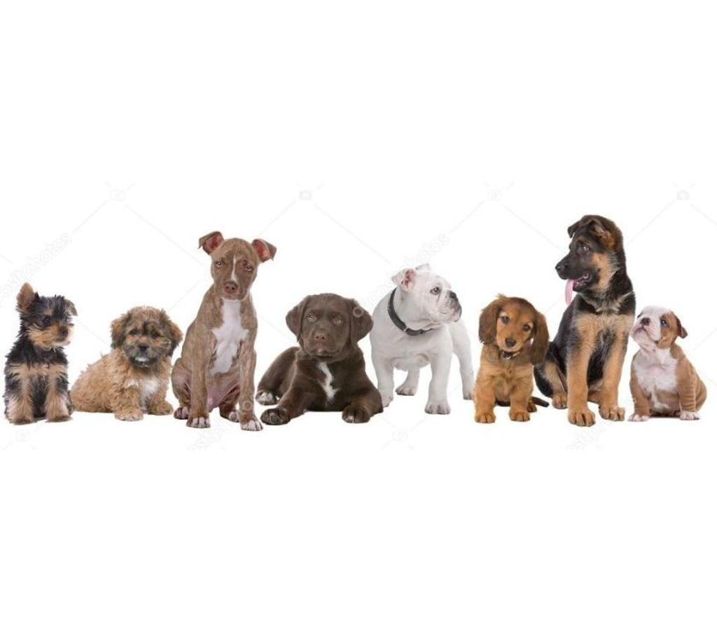 Services, accessoires animaux Pas-de-Calais Avion - 62210 - Photos Vivastreet Pension garde chien chiot