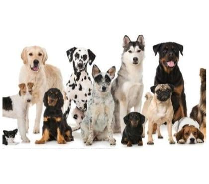 Services, accessoires animaux Avion Pas-de-Calais - Photos Vivastreet Pension garde chien chiot