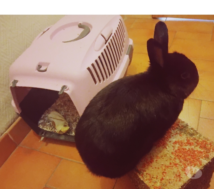 Services, accessoires animaux Pas-de-Calais Eleu Dit Leauwette - 62300 - Photos Vivastreet Garde pension lapin(s),poule(s),poulet(s),canard(s),serpent