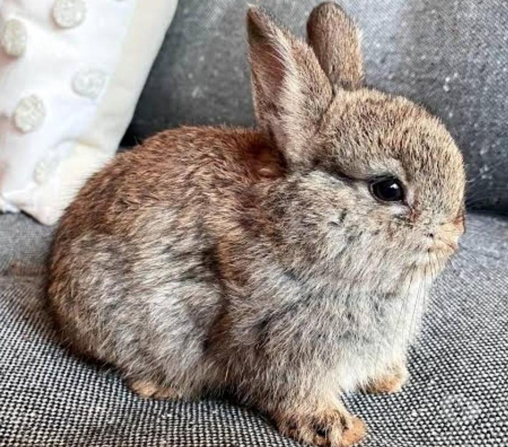 Services, accessoires animaux Pas-de-Calais Eleu Dit Leauwette - 62300 - Photos Vivastreet Garde pension lapin(s),poule(s),poulet(s),canard(s),serpent