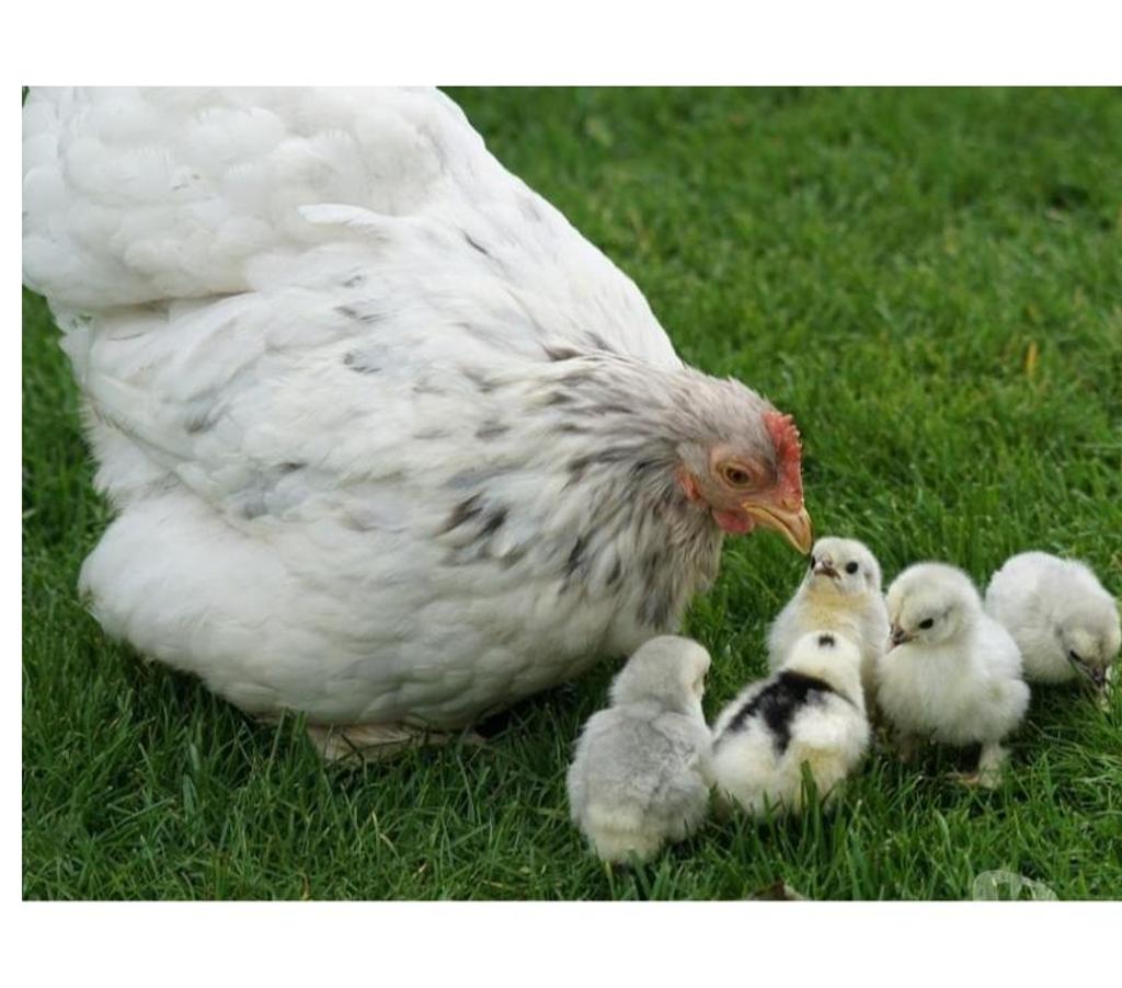 Services, accessoires animaux Pas-de-Calais Eleu Dit Leauwette - 62300 - Photos Vivastreet Garde pension lapin(s),poule(s),poulet(s),canard(s),serpent