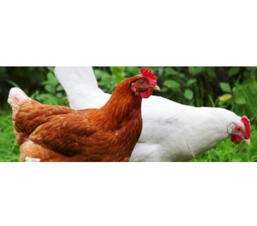 Services, accessoires animaux Pas-de-Calais Eleu Dit Leauwette - 62300 - Photos Vivastreet Garde pension lapin(s),poule(s),poulet(s),canard(s),serpent