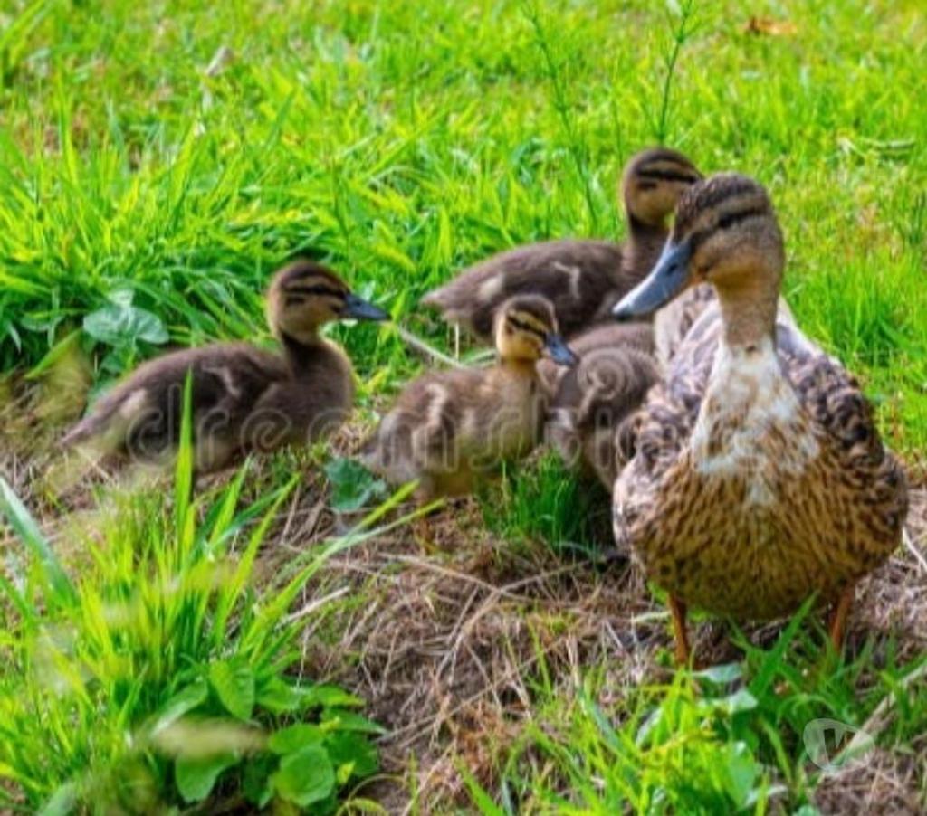 Services, accessoires animaux Pas-de-Calais Eleu Dit Leauwette - 62300 - Photos Vivastreet Garde pension lapin(s),poule(s),poulet(s),canard(s),serpent
