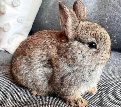 Services, accessoires animaux Eleu Dit Leauwette Pas-de-Calais - Photos Vivastreet Garde pension lapin(s),poule(s),poulet(s),canard(s),serpent