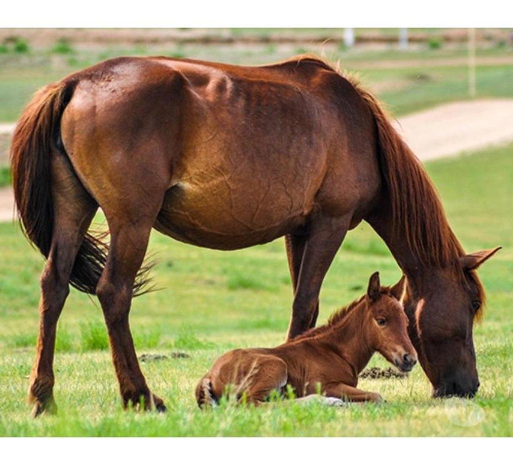 Services, accessoires animaux Pas-de-Calais Avion - 62210 - Photos Vivastreet Pension garde chèvre,cheval,poney,poulain,jument,ponette,â