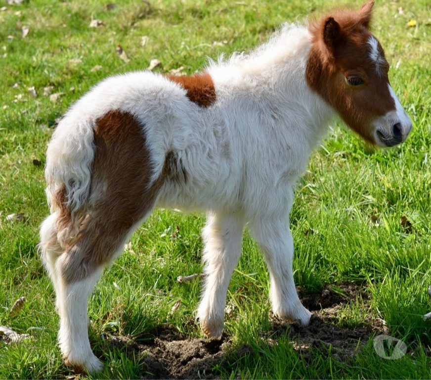 Services, accessoires animaux Pas-de-Calais Avion - 62210 - Photos Vivastreet Pension garde chèvre,cheval,poney,poulain,jument,ponette,â