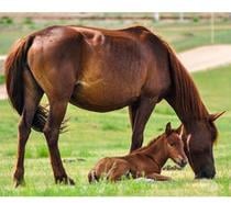 Pension garde chèvre,cheval,poney,poulain,jument,ponette,â