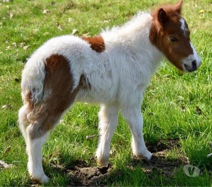 Services, accessoires animaux Avion Pas-de-Calais - Photos Vivastreet Pension garde chèvre,cheval,poney,poulain,jument,ponette,â