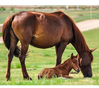 Services, accessoires animaux Avion Pas-de-Calais - Photos Vivastreet Pension garde chèvre,cheval,poney,poulain,jument,ponette,â