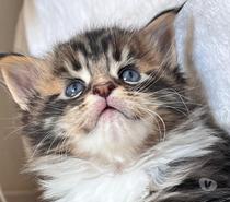 Magnifiques chatons Maine Coon à réserver