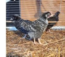 Poussins de 7 semaines