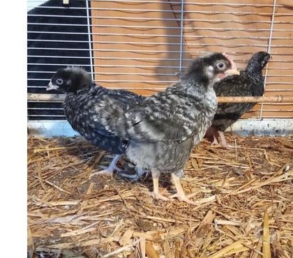 Vente animaux Bonen Rostrenen - Photos Vivastreet Poussins de 7 semaines