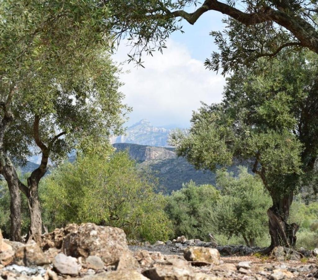 Terrain à vendre Espagne - Photos Vivastreet Terrain d'oliviers de 24.303 m2 et maisonette de 65 m2