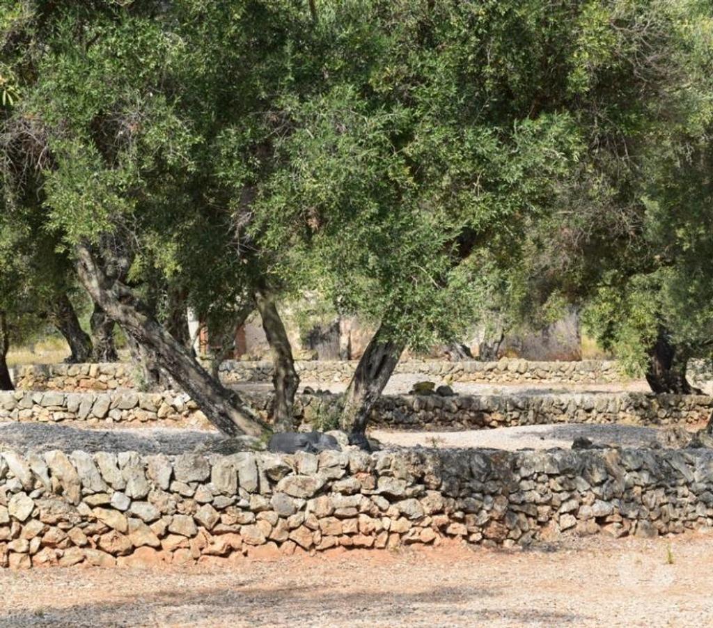 Terrain à vendre Espagne - Photos Vivastreet Terrain d'oliviers de 24.303 m2 et maisonette de 65 m2