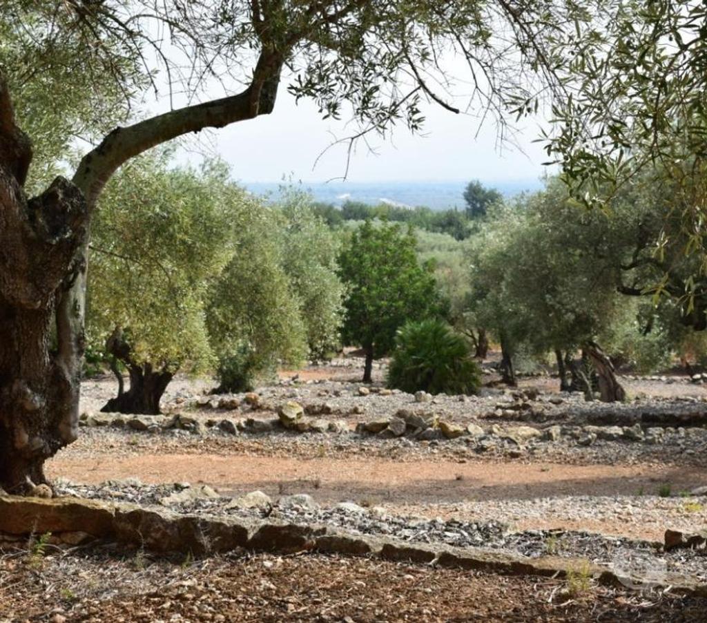 Terrain à vendre Espagne - Photos Vivastreet Terrain d'oliviers de 24.303 m2 et maisonette de 65 m2