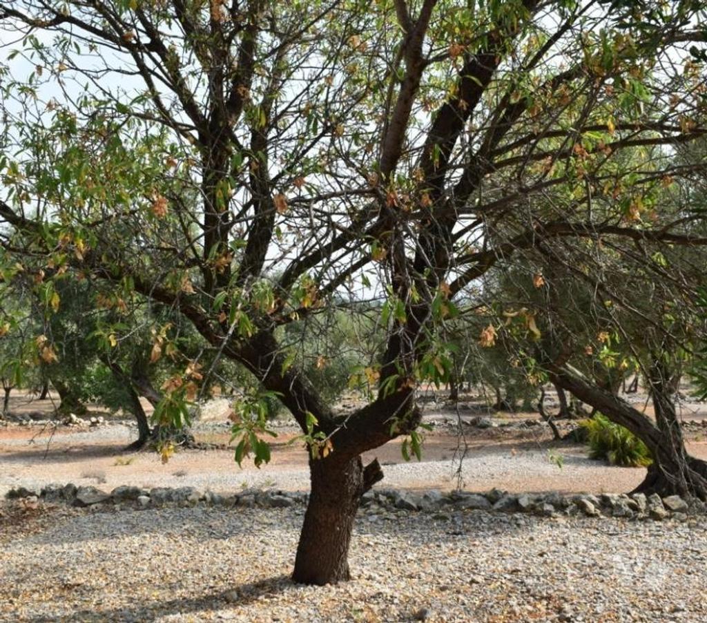 Terrain à vendre Espagne - Photos Vivastreet Terrain d'oliviers de 24.303 m2 et maisonette de 65 m2