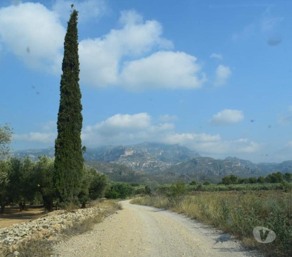 Terrain à vendre Espagne - Photos Vivastreet Terrain d'oliviers de 24.303 m2 et maisonette de 65 m2