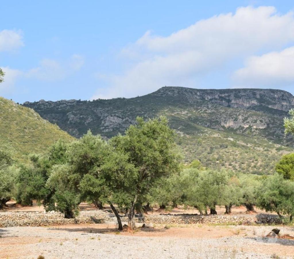 Terrain à vendre Espagne - Photos Vivastreet Terrain d'oliviers de 24.303 m2 et maisonette de 65 m2