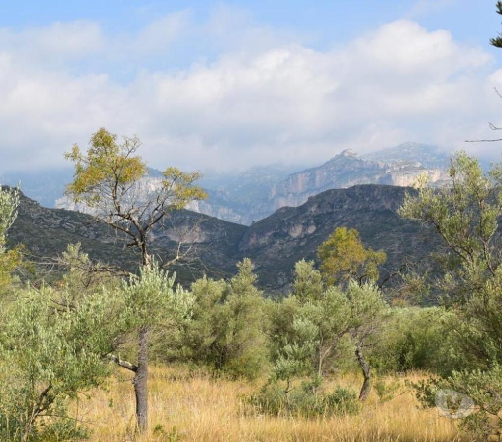 Terrain à vendre Espagne - Photos Vivastreet Terrain d'oliviers de 24.303 m2 et maisonette de 65 m2