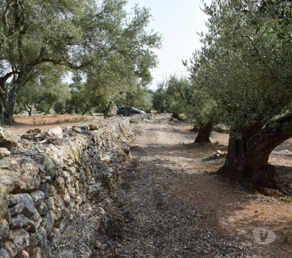Terrain à vendre Espagne - Photos Vivastreet Terrain d'oliviers de 24.303 m2 et maisonette de 65 m2