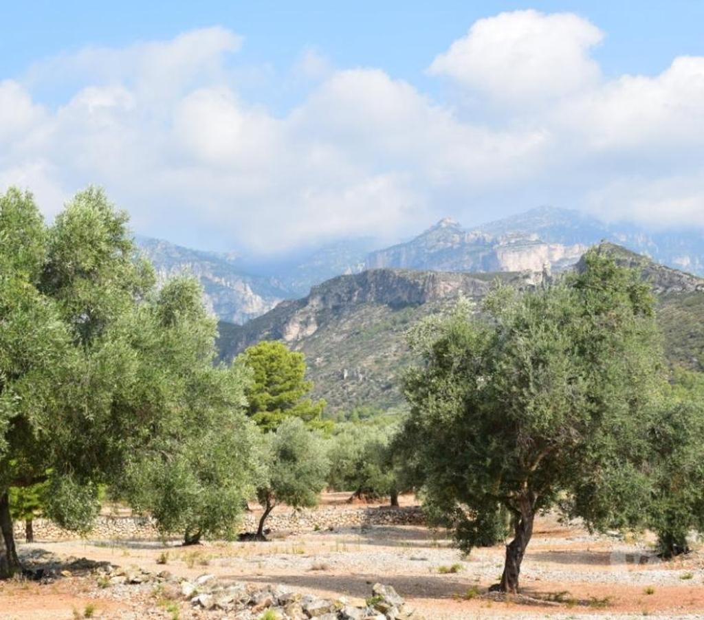 Terrain à vendre Espagne - Photos Vivastreet Terrain d'oliviers de 24.303 m2 et maisonette de 65 m2