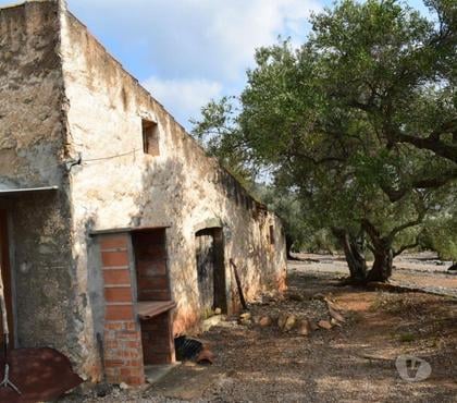 Vente Terrain - Photos Vivastreet Terrain d'oliviers de 24.303 m2 et maisonette de 65 m2
