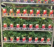 Photos Vivastreet les plants de tomates sont de nouveau dispo au jardin du lav