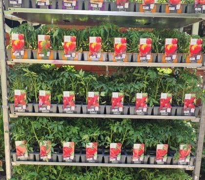 Bricolage - Jardin - Outillage St Yrieix sur Charente Charente - Photos Vivastreet les plants de tomates sont de nouveau dispo au jardin du lav