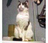BELZEBUTH, magnifique chat gris et blanc à adopter