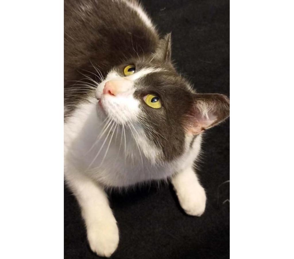 Vente Cher Villabon - 18800 - Photos Vivastreet BELZEBUTH, magnifique chat gris et blanc à adopter