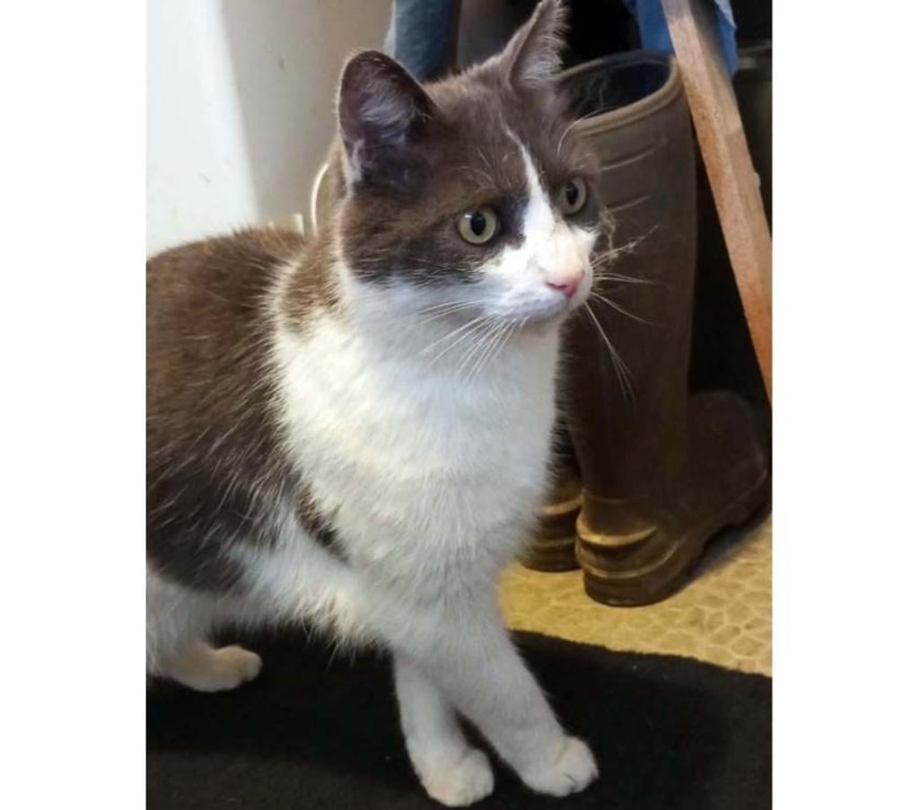 Vente Cher Villabon - 18800 - Photos Vivastreet BELZEBUTH, magnifique chat gris et blanc à adopter