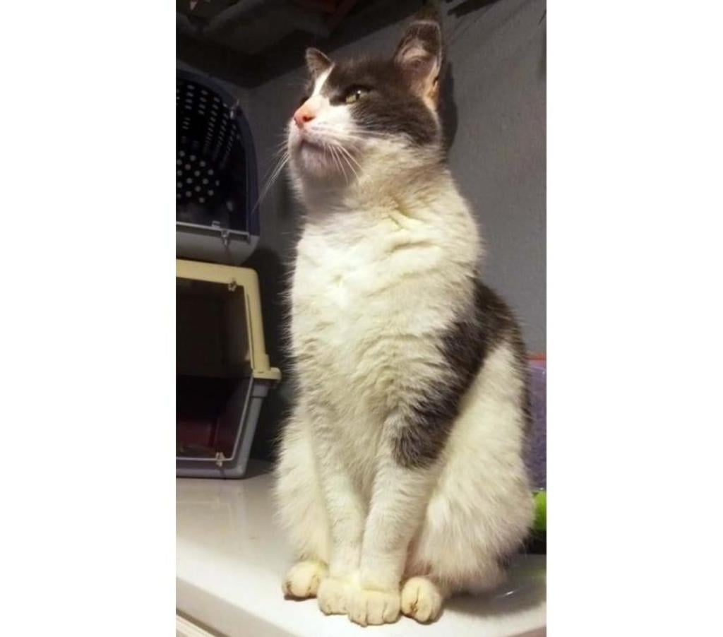 Vente Cher Villabon - 18800 - Photos Vivastreet BELZEBUTH, magnifique chat gris et blanc à adopter