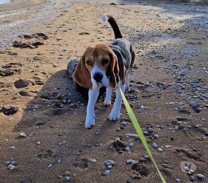 Vente animaux St Brevin les Pins Loire-Atlantique - Photos Vivastreet VAILLANT, adorable Beagle à adopter